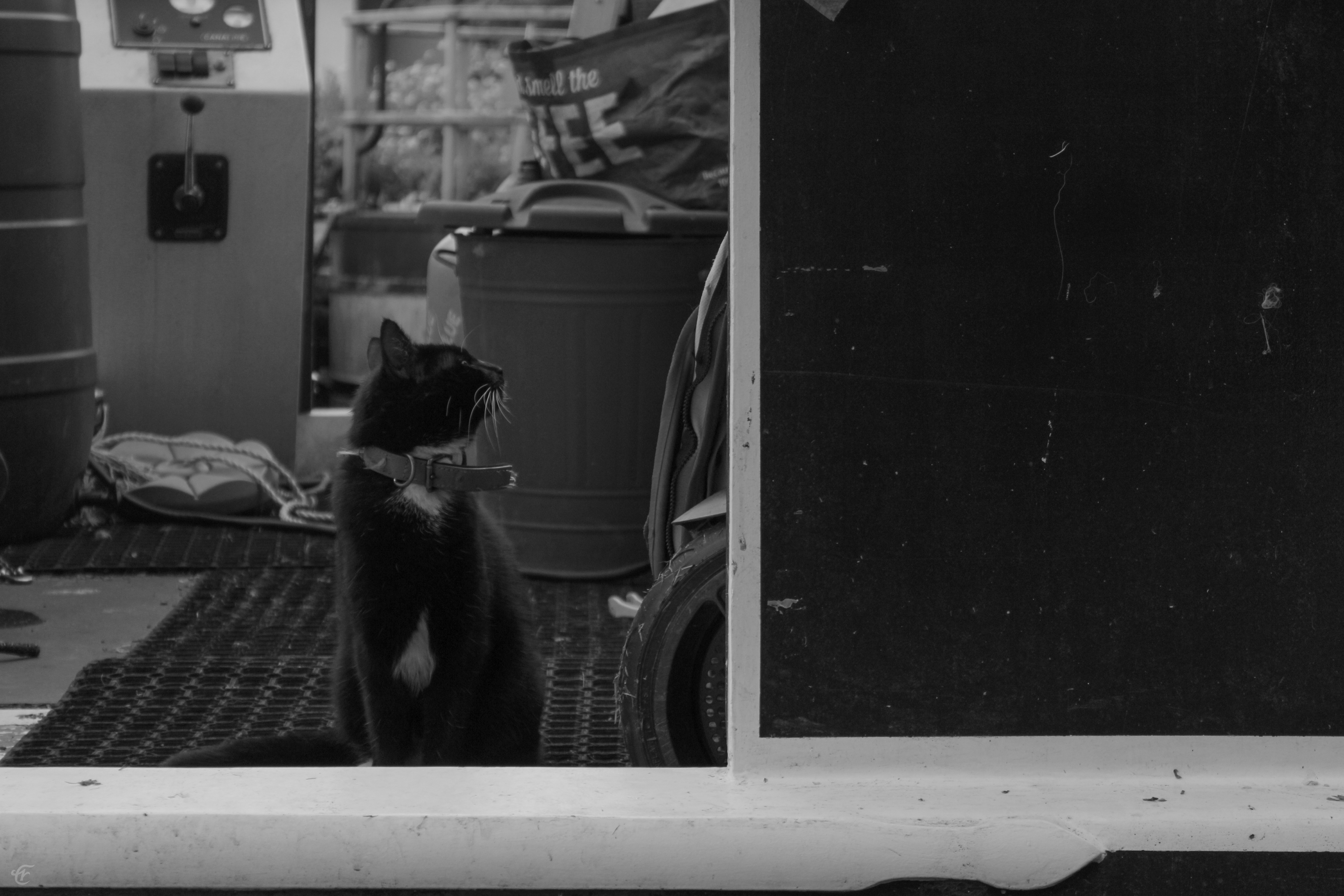 meow...